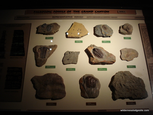 Grand Canyon Fossil Display on 4th Fl